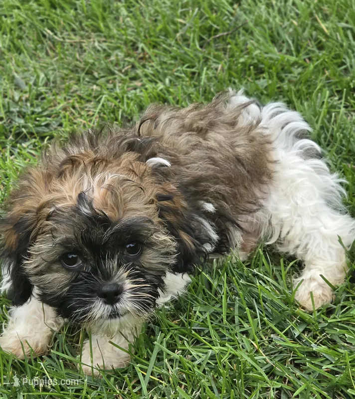 Jack  – Shihpoo puppy for sale in Neenah, WI