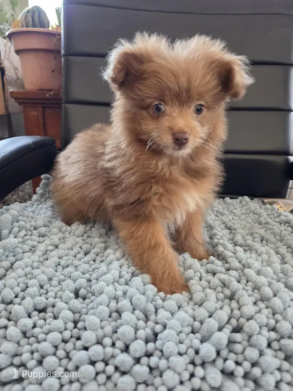 Pomapoo  – Pomapoo puppy for sale in Neenah, WI