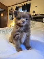 Pomapoo , a female Pomapoo for sale in Neenah, WI – Photo 2 of 3