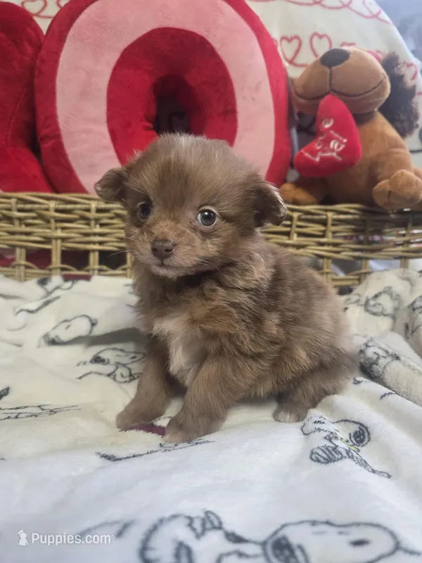 Pomapoo chocolate merle 