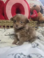 Pomapoo , a female Pomapoo for sale in Neenah, WI – Photo 3 of 3