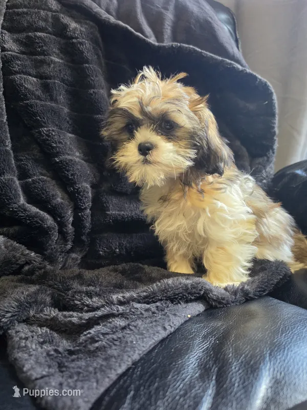 Max – Shihpoo puppy for sale in Neenah, WI