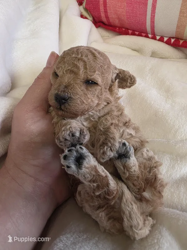 Toy poodle g2 – Poodle - Toy  puppy for sale in Neenah, WI
