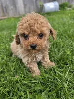 Toy poodle g2, a female Poodle - Toy  for sale in Neenah, WI – 1 of 1