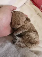 Toy poodle g2, a female Poodle - Toy  for sale in Neenah, WI – Photo 2 of 2