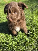 Pomapoo , a female Pomapoo for sale in Neenah, WI – 2 of 2