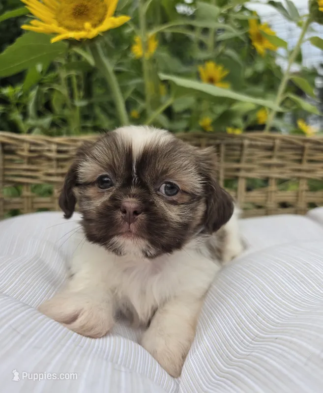 Rose 🌹  – Shih Tzu puppy for sale in Neenah, WI