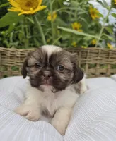 Rose 🌹 , a female Shih Tzu for sale in Neenah, WI – 1 of 1