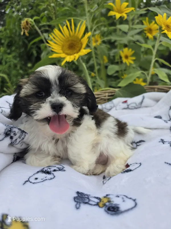 Buck  – Shihpoo puppy for sale in Neenah, WI
