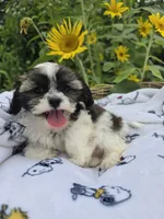 Buck , a male Shihpoo for sale in Neenah, WI – 1 of 2