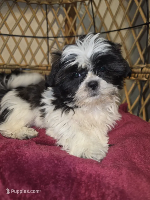 Bella  – Shihpoo puppy for sale in Neenah, WI