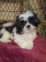 Bella , a female Shihpoo for sale in Neenah, WI – 1 of 1