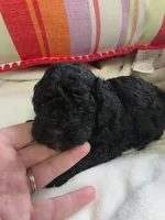 Toy poodle  b2, a male Poodle - Toy  for sale in Neenah, WI – Photo 1 of 2