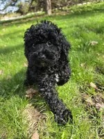 Toy poodle  b2, a male Poodle - Toy  for sale in Neenah, WI – 1 of 3