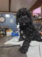 Toy poodle  b2, a male Poodle - Toy  for sale in Neenah, WI – 3 of 3