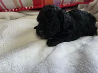 Toy poodle  b2, a male Poodle - Toy  for sale in Neenah, WI – Photo 2 of 2