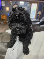 Toy poodle  b2, a male Poodle - Toy  for sale in Neenah, WI – 2 of 3