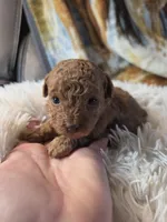Butterscotch , a female Poodle - Toy  for sale in Neenah, WI – 2 of 2