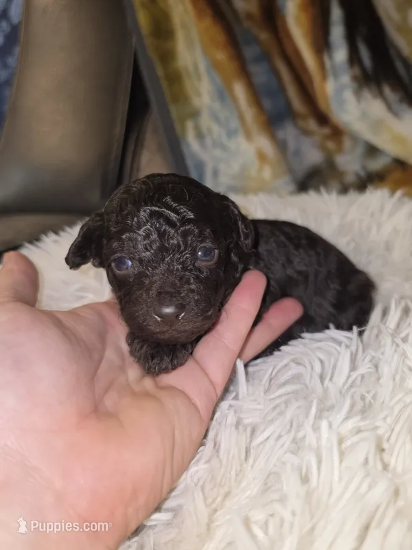 Coco – Poodle - Toy  puppy for sale in Neenah, WI