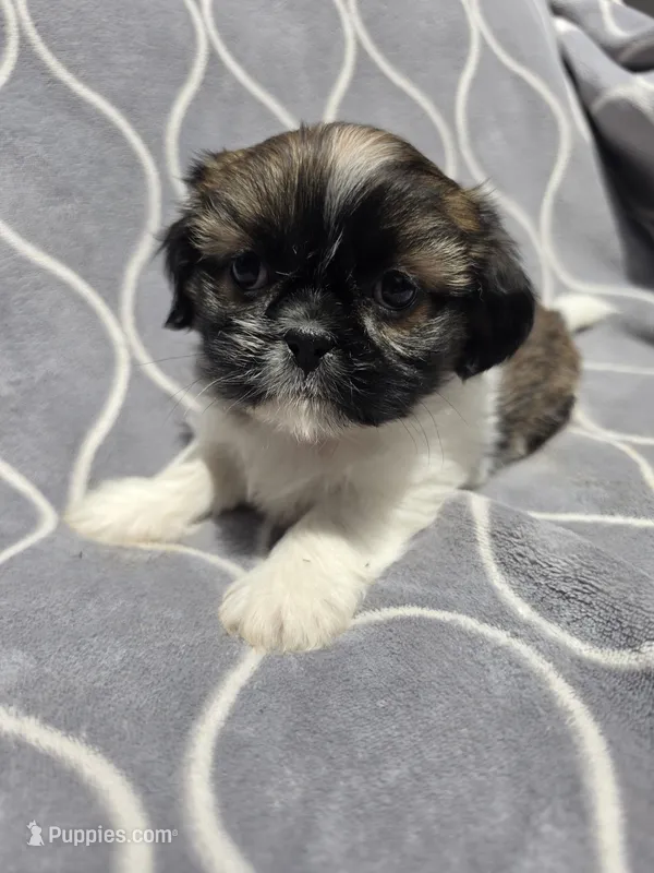 Gem  – Shih Tzu puppy for sale in Neenah, WI
