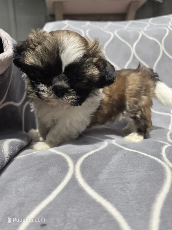 Braxton – Shih Tzu puppy for sale in Neenah, WI