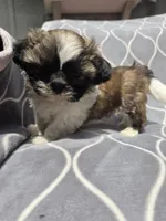 Braxton, a male Shih Tzu for sale in Neenah, WI – 1 of 2