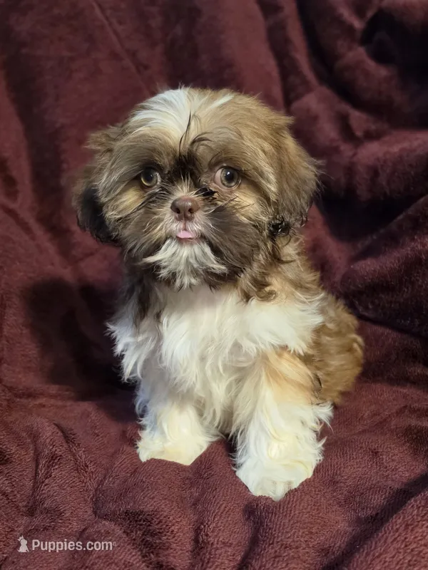 Daisy  – Shih Tzu puppy for sale in Neenah, WI