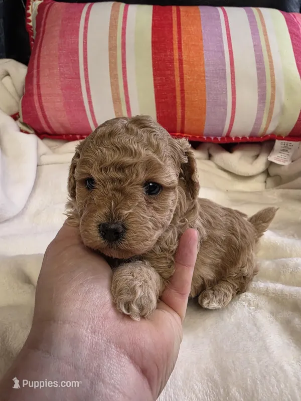 Toy poodle b3 – Poodle - Toy  puppy for sale in Neenah, WI