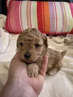 Toy poodle b3, a male Poodle - Toy  for sale in Neenah, WI – Photo 1 of 2