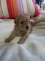 Toy poodle b3, a male Poodle - Toy  for sale in Neenah, WI – Photo 2 of 2