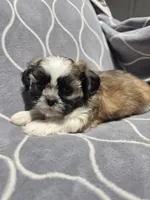 Ray, a male Shih Tzu for sale in Neenah, WI – 2 of 2