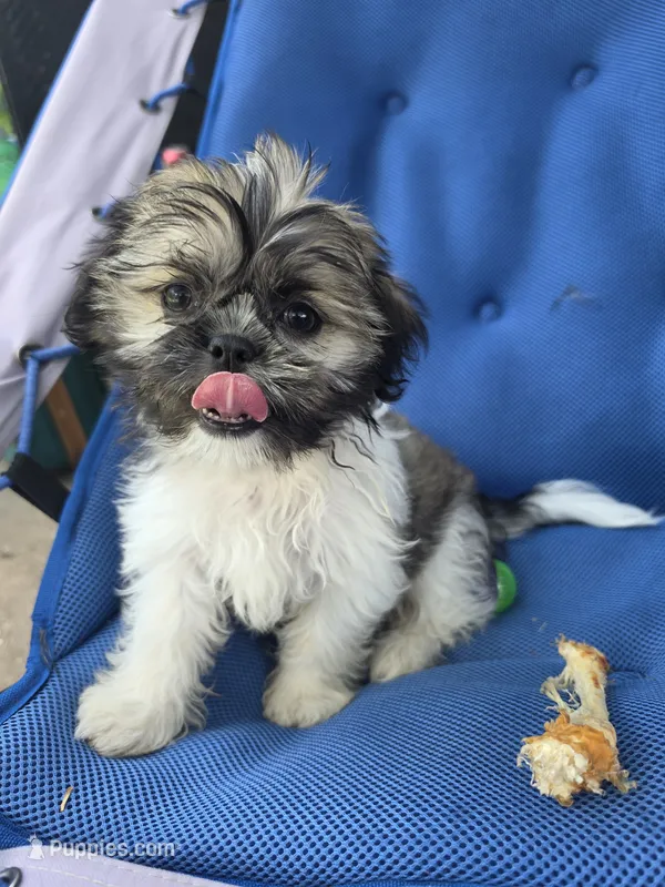 Diamond  – Shih Tzu puppy for sale in Neenah, WI