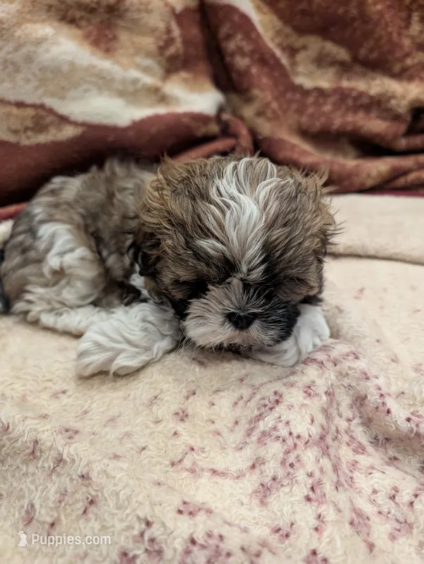 Peanut  – Shih Tzu puppy for sale in Albany, MN