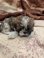 Peanut , a male Shih Tzu for sale in Albany, MN – 1 of 2