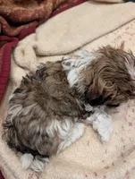 Peanut , a male Shih Tzu for sale in Albany, MN – 2 of 2