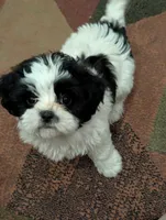 Peaches, a female Shih Tzu for sale in Albany, MN – 3 of 4