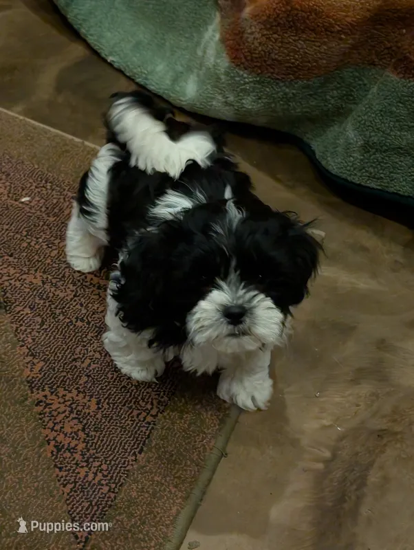 Buddy – Shih Tzu puppy for sale in Albany, MN