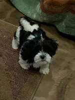 Buddy, a male Shih Tzu for sale in Albany, MN – 1 of 1