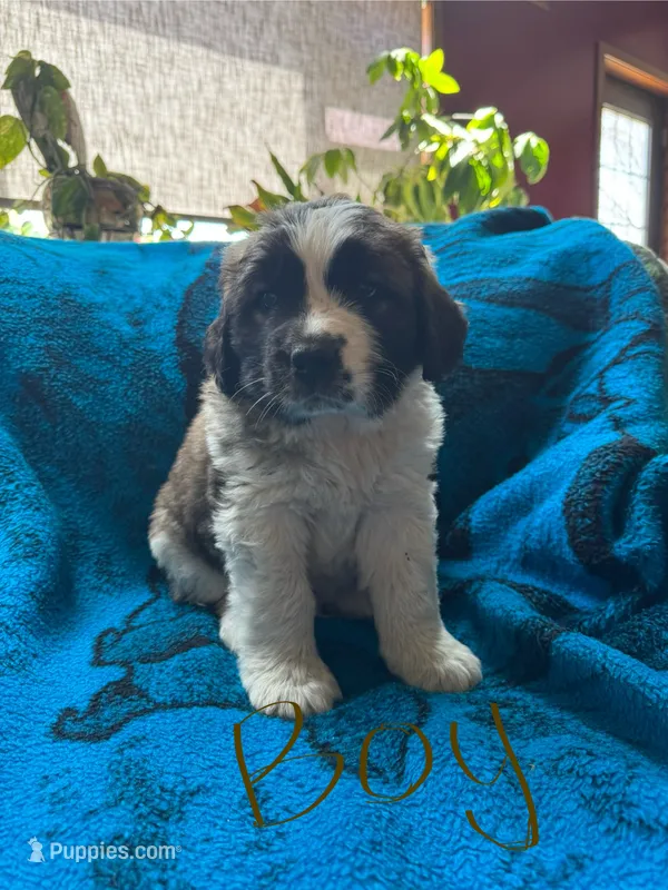 Brown boy – Saint Bernard puppy for sale in Albany, MN