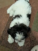 Peaches, a female Shih Tzu for sale in Albany, MN – 4 of 4