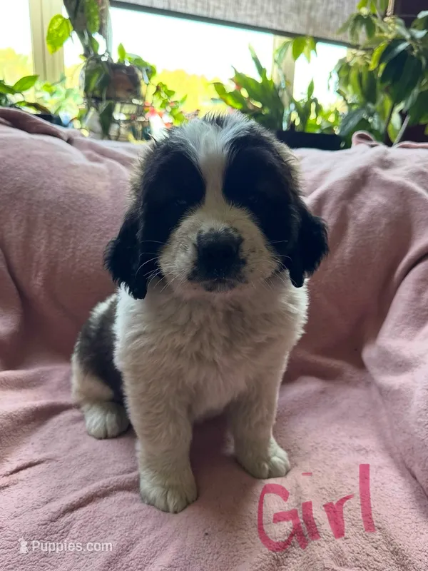 Girl 1 pink – Saint Bernard puppy for sale in Albany, MN
