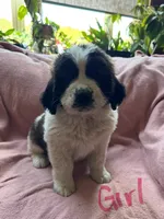 Girl 1 pink, a female Saint Bernard for sale in Albany, MN – 1 of 1