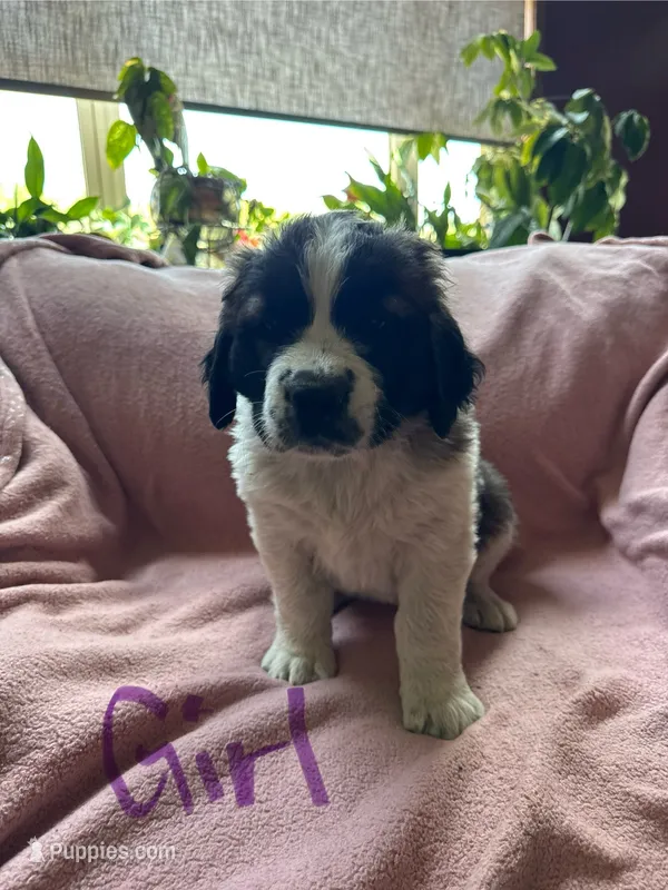 Girl 2 purple – Saint Bernard puppy for sale in Albany, MN