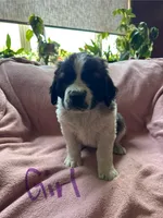 Girl 2 purple, a female Saint Bernard for sale in Albany, MN – 1 of 1