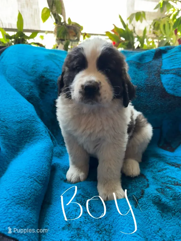 White boy – Saint Bernard puppy for sale in Albany, MN
