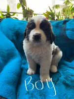 White boy, a male Saint Bernard for sale in Albany, MN – 1 of 1