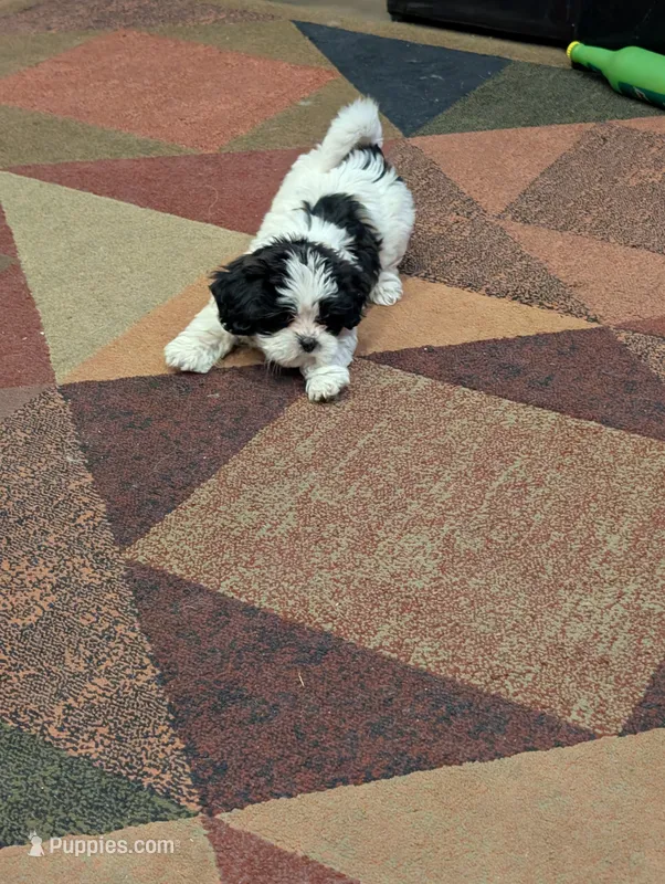 Peaches – Shih Tzu puppy for sale in Albany, MN