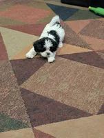 Peaches, a female Shih Tzu for sale in Albany, MN – 1 of 4