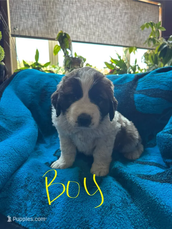 Yellow boy – Saint Bernard puppy for sale in Albany, MN