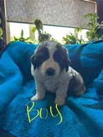 Yellow boy, a male Saint Bernard for sale in Albany, MN – 1 of 1